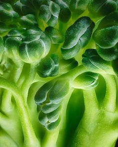 lettuce leaf $