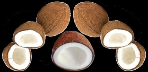 coconut abf