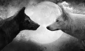 Wolves black vs white