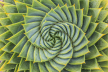 fractal aloe leaves 72px