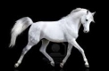 cheval blanc fond noir 80