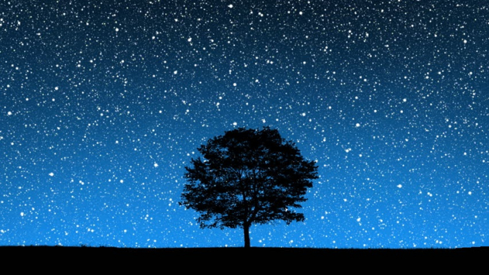 Tree, night, sky.