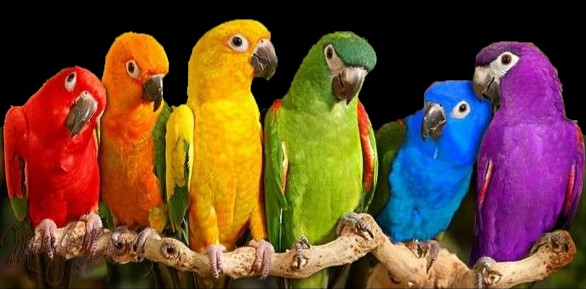 parrots on a stick