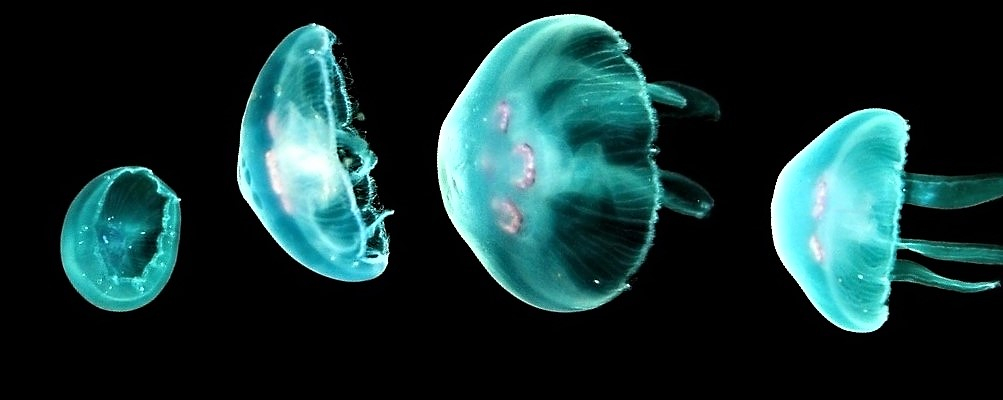 Best jellyfish pattern