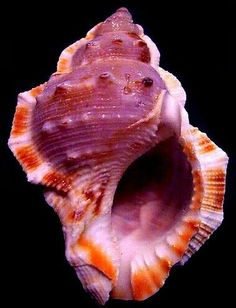 sea shell d