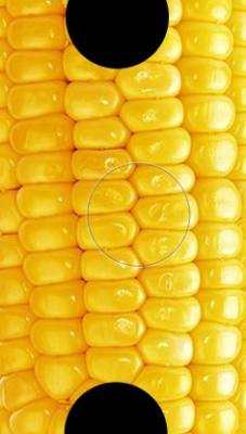food corn on cob