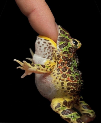 weird frog on finger