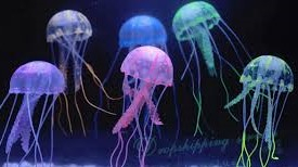 Rainbow jellies