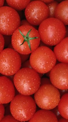 red tomato mandala