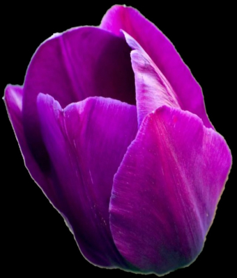 tulip purple $
