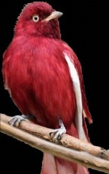 red bird (mirror horizontal)