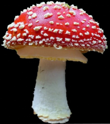 mushroom e