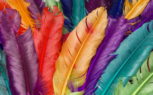 Colorful Feather Wallpapers