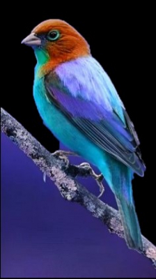 purple bird (mirror horizontal)