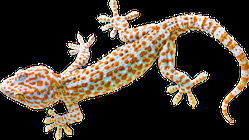realistic gecko