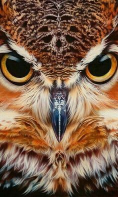 owl face close up