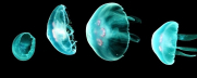 best jellyfish pattern 72px