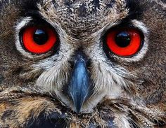 owl eyes red