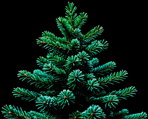 Spruce tree 1