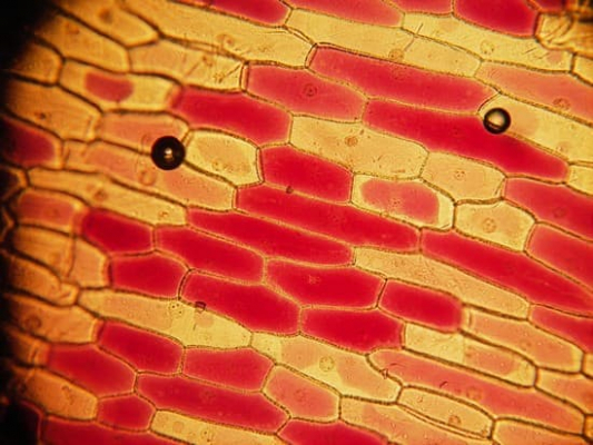 cell microscopic