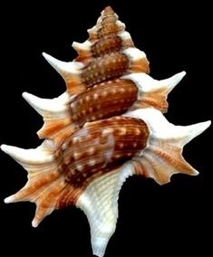 sea shell a