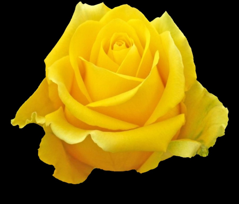 yellow rose $