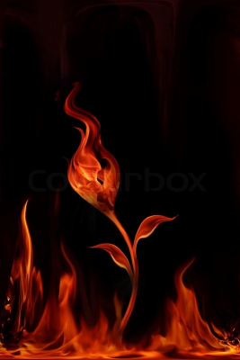 Beautiful fire flower