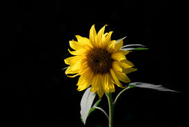 High Def sunflower