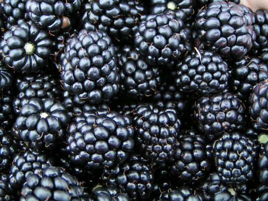 fruit blackberry $