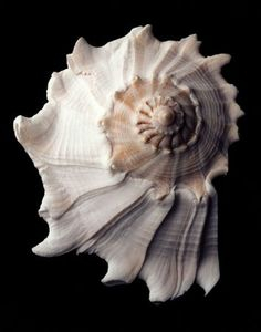 sea shell e