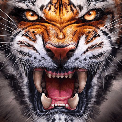 angry tiger $
