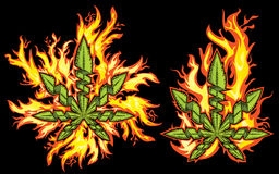 hemp cannabis leaf wild fire flames marijuana 51964265