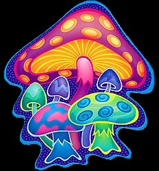 mushroom d