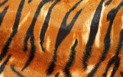 tiger fur