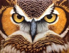 owl close up 2