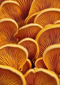 mushroom yellow close up