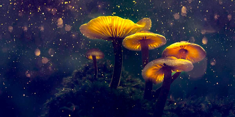 mushroom psychedelic