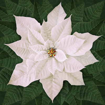 poinsettia white