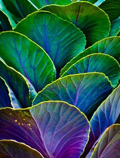 cabbage 2 hue shift to  112