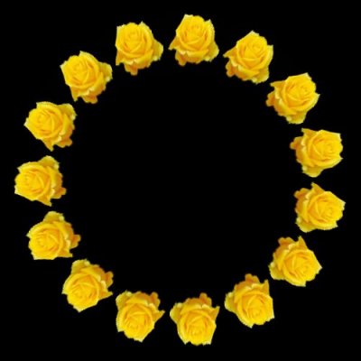 yellow rose $ round preview