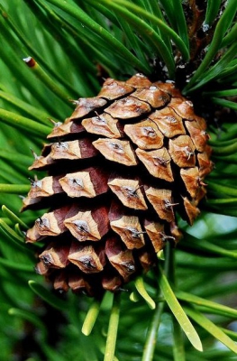 pine cone