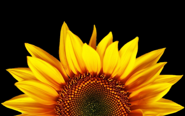 sunflower 3 of 3 (big one)