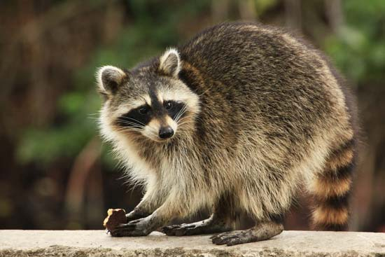 racoon