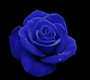 blue rose
