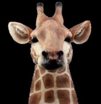 giraffe head