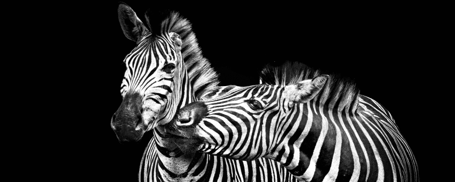 zebra