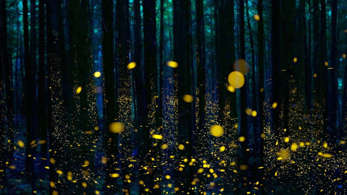 fireflies