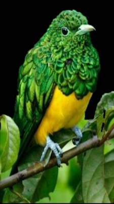 green and yellow on a stick