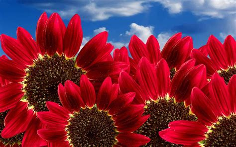 red sunflower