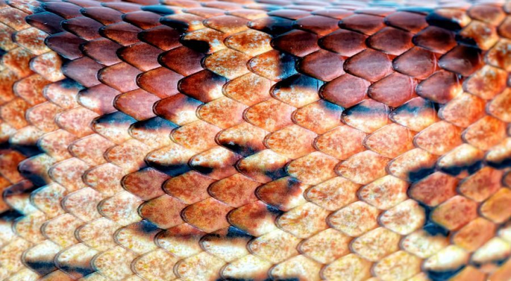 snake skin